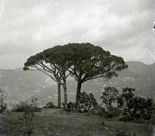 Bavari - pini
