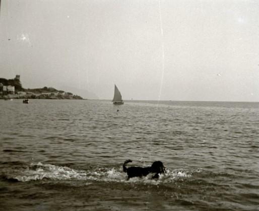Spiaggia di Sturla - Lion si tuffa nell'acqua (taglio)