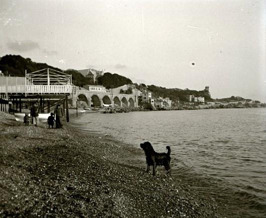 Spiaggia di Sturla - Lion esce dall'acqua (taglio)
