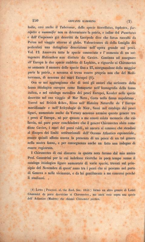 Nota di Giovanni Ramorino in "Tre piccoli Chironectes" - Archivio per la zoologia 31 dicembre 1861, p. 2