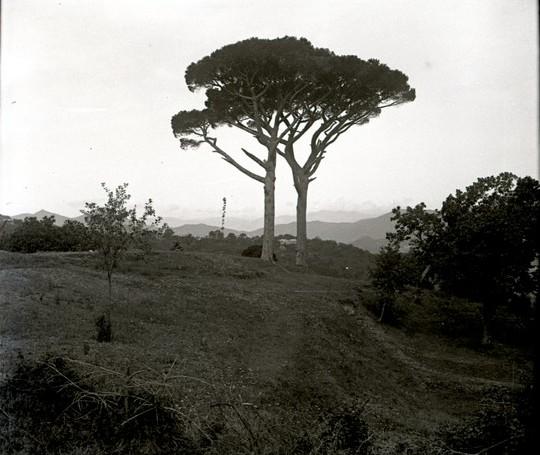 Serino - pino marittimo