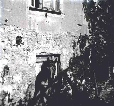 Cavallo