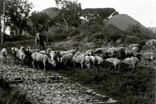 Bavari - gregge di pecore