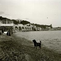 Spiaggia di Sturla - Lion esce dall'acqua (taglio)